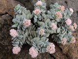 Crassula cv. Morgan's Beauty